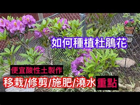 杜鵑 風水|【家裡種杜鵑】家裡種杜鵑，風水禁忌超重要！擺對旺家運，擺錯。